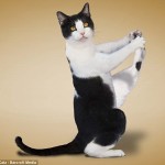 one legged cat stretch